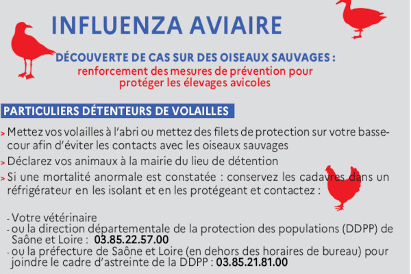 INFLUENZA AVIAIRE : Les mesures de biosécurité à appliquer dans les basses cours